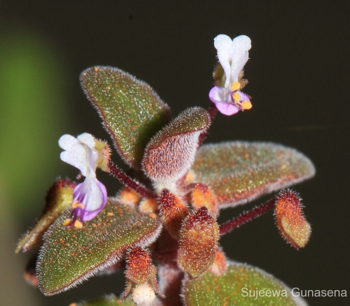 Coleus prostratus (Gürke) A.J.Paton